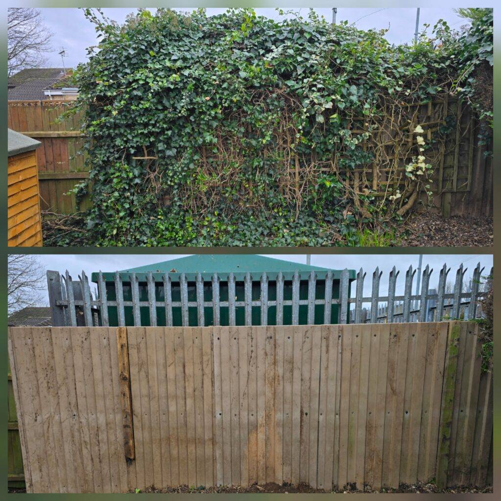 Before and after ivy removal in Hucknall, Nottingham, showing mature ivy cleared from a rear fence line