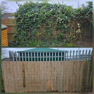 Before and after ivy removal in Hucknall, Nottingham, showing mature ivy cleared from a rear fence line
