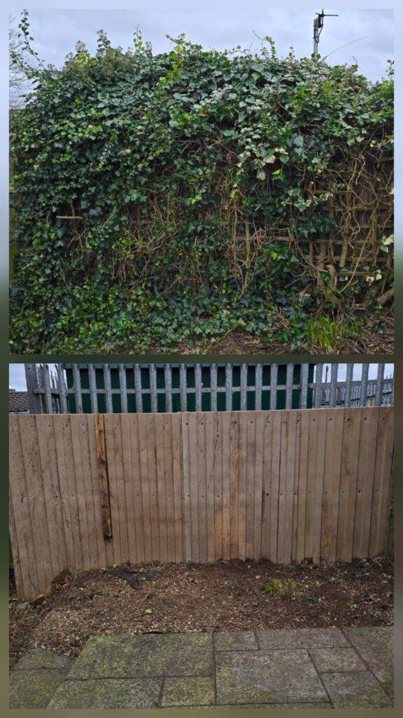 Before and after fence ivy removal in Hucknall, Nottingham, showing a rear boundary cleared of mature ivy