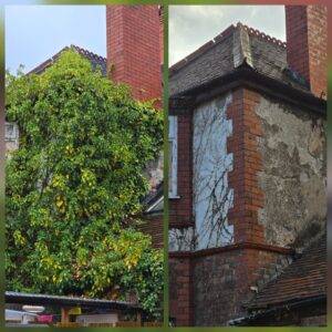 Before and after house ivy removal in Didsbury, Manchester, showing heavy ivy cleared from an exterior wall