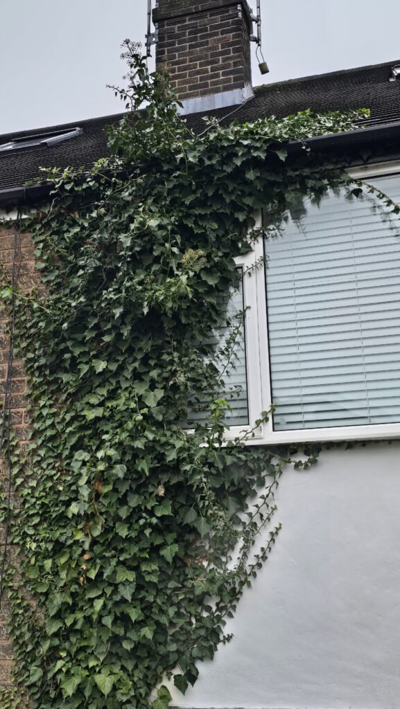 English ivy growing up the front wall and reaching the roofline of a house in Sheffield