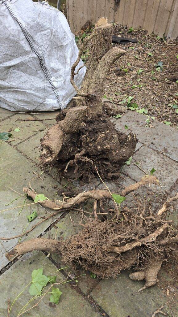 Large ivy stump and root system removed from a garden boundary in Hucknall, Nottingham