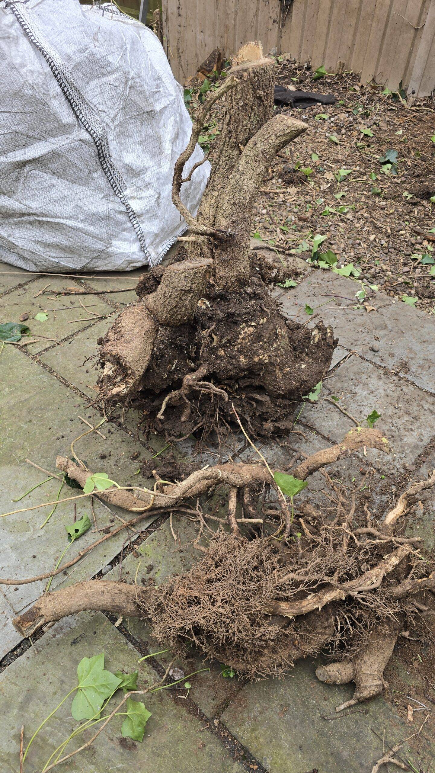 Large ivy stump and root being removed after clearing ivy in Hucknall Nottingham