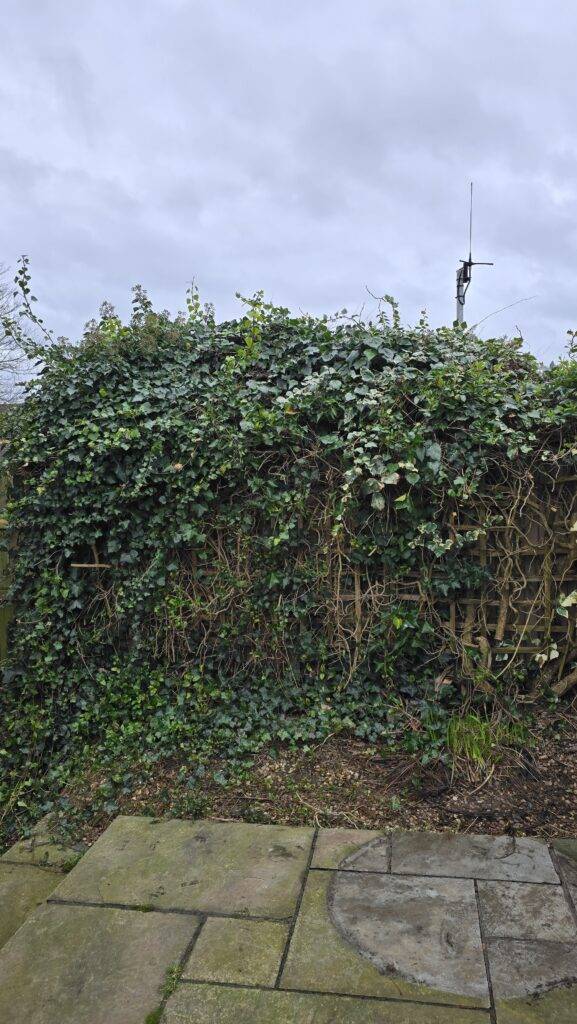 Mature ivy covering a rear boundary fence in Hucknall, Nottingham before removal