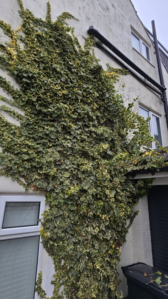 Mature English ivy covering the side wall of a house before removal in Sheffield