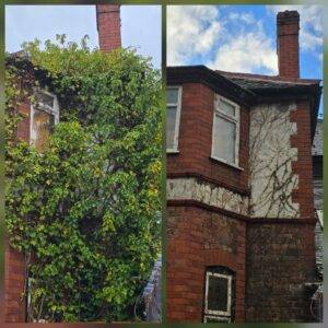 Before and after overgrown ivy removal from a house exterior in Didsbury, Manchester