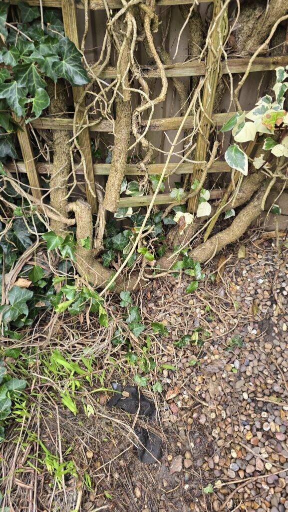 Thick mature ivy stems growing at the base of a rear fence in Hucknall, Nottingham