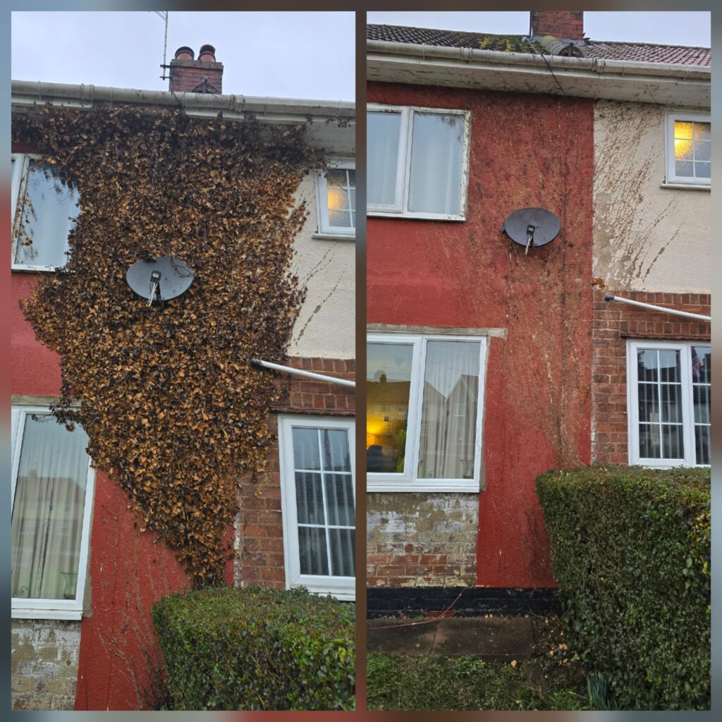Before and after collage of dead ivy removal in Worksop showing the wall before removal and after the ivy was taken off