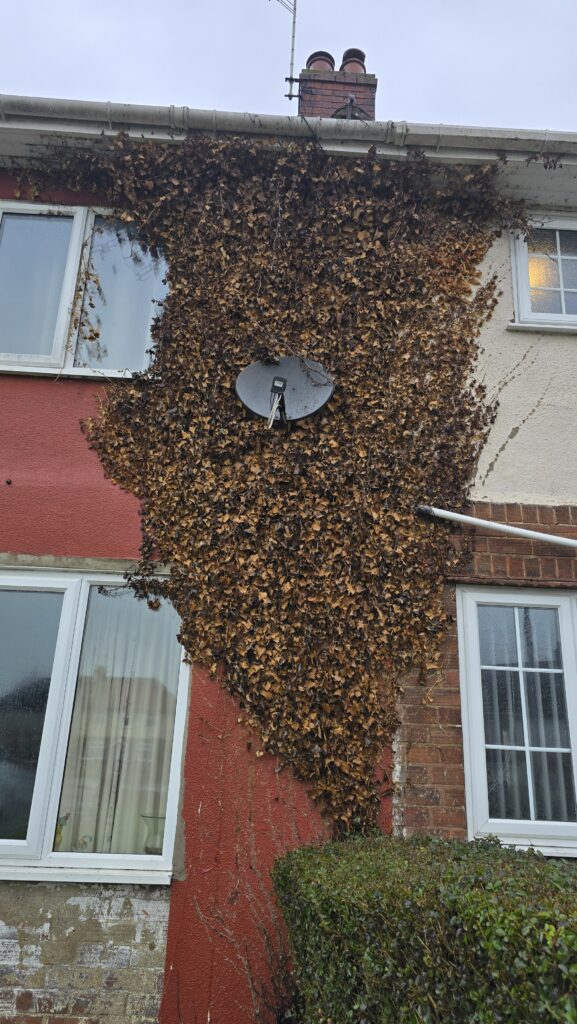 Dead ivy covering a house wall in Worksop before removal, spreading over a satellite dish and toward the window