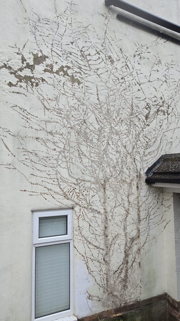 Side wall after ivy removal with visible aerial root marks on painted render