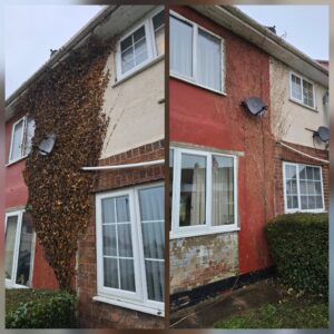Side-angle before and after collage of ivy removal in Worksop showing dead ivy on the wall before removal and the marked surface after removal