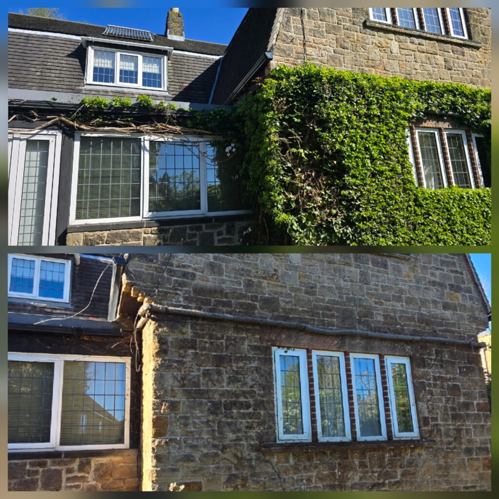 Before and after comparison of thick ivy removal from a stone house exterior showing heavily overgrown ivy and the cleaned wall after professional ivy removal