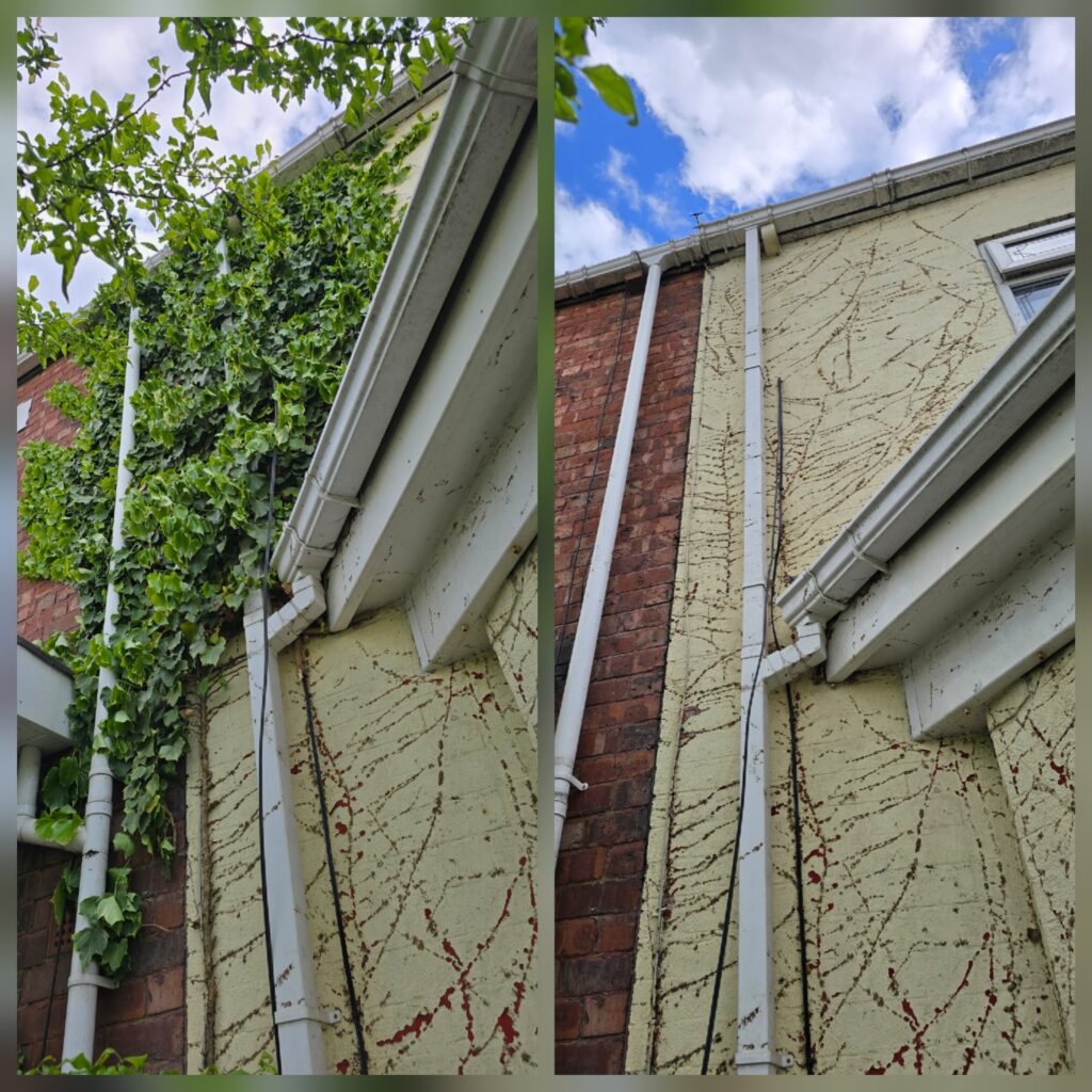 Before and after comparison showing ivy removed from a house exterior wall, leaving visible root marks before repainting.