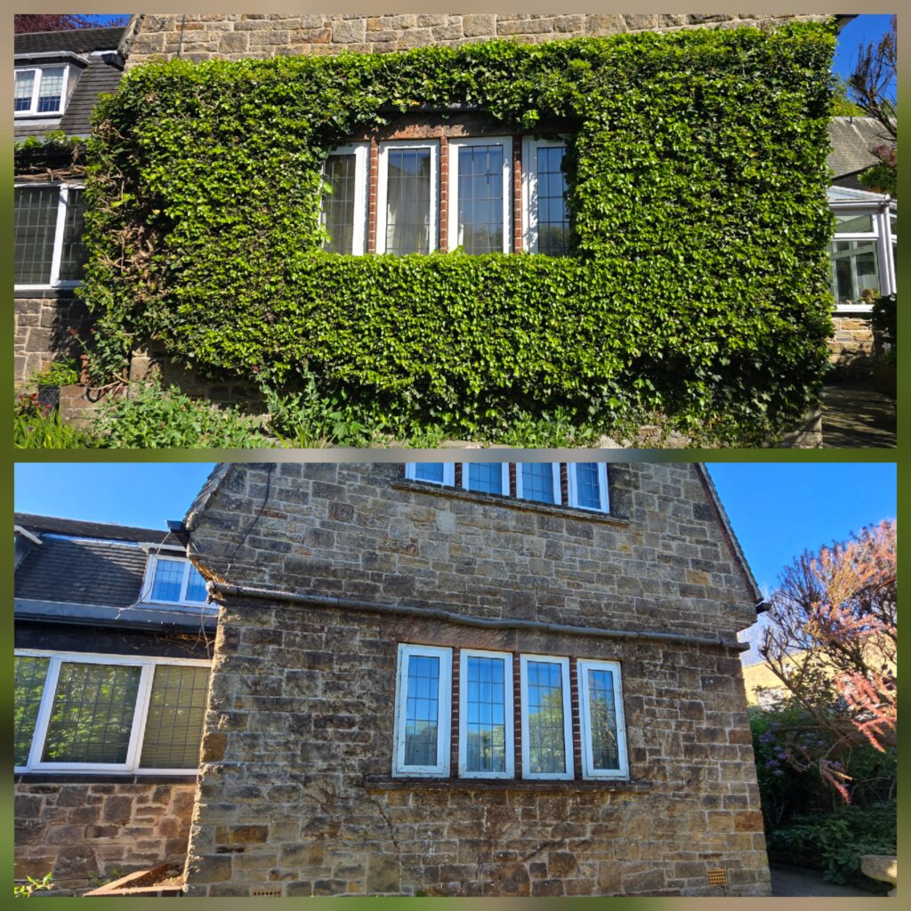 Before and after photos showing mature ivy removal from a stone house in Sheffield with exposed walls after dense ivy growth was removed