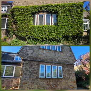 Before and after photos showing mature ivy removal from a stone house in Sheffield with exposed walls after dense ivy growth was removed