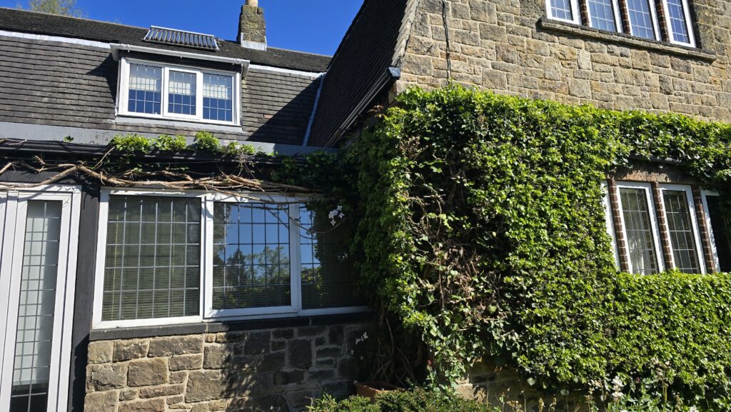 Failed DIY ivy removal attempt on a stone house exterior showing thick overgrown ivy and exposed woody stems remaining attached to the wall