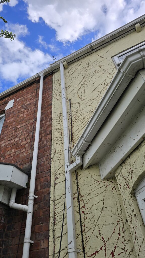 Exterior wall after ivy removal showing root marks, staining and exposed surfaces before repainting.
