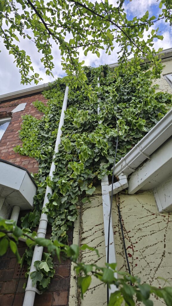 Mature ivy growing across the upper exterior wall and around guttering before professional ivy removal in Greater Manchester.