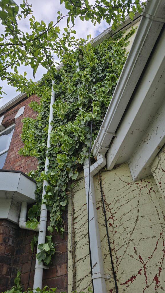 Mature ivy growing across the exterior wall and guttering of a house before professional ivy removal in Greater Manchester.