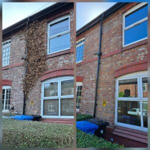 Before and after ivy removal from a brick house wall in Altrincham, Manchester, showing the wall cleared of dead ivy growth.