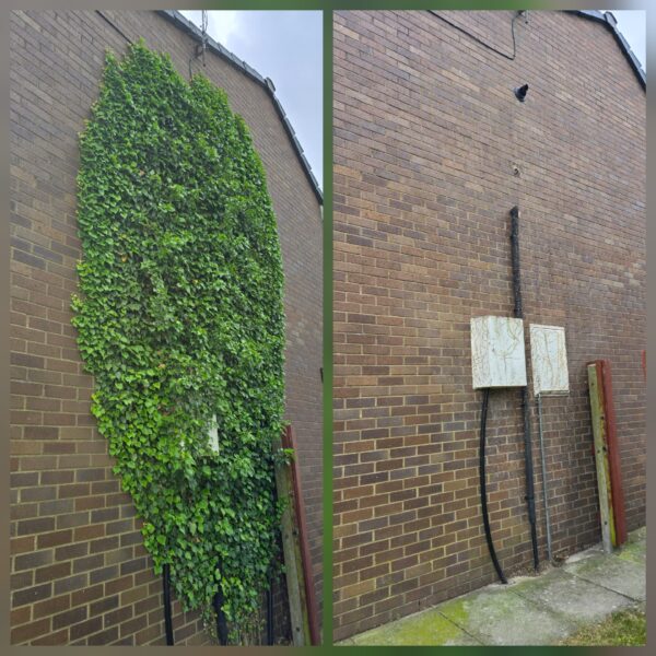 Before and after ivy removal from a brick house wall in Belle Vale, Liverpool, showing the wall cleared of heavy ivy growth.