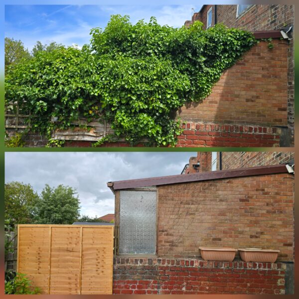 Before and after ivy removal from a rear wall in Crosby, Liverpool
