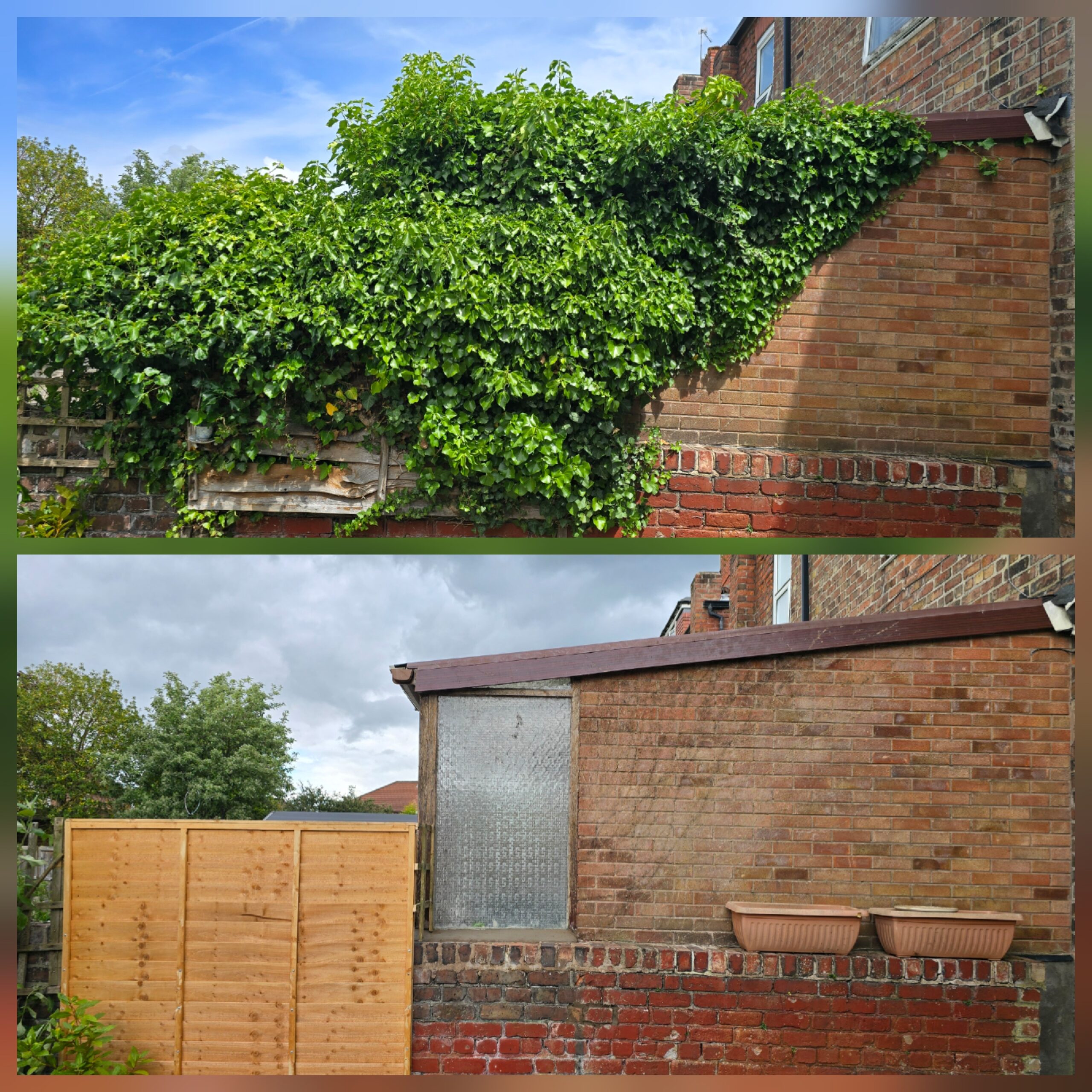 Before and after ivy removal from a rear house wall in Crosby Liverpool