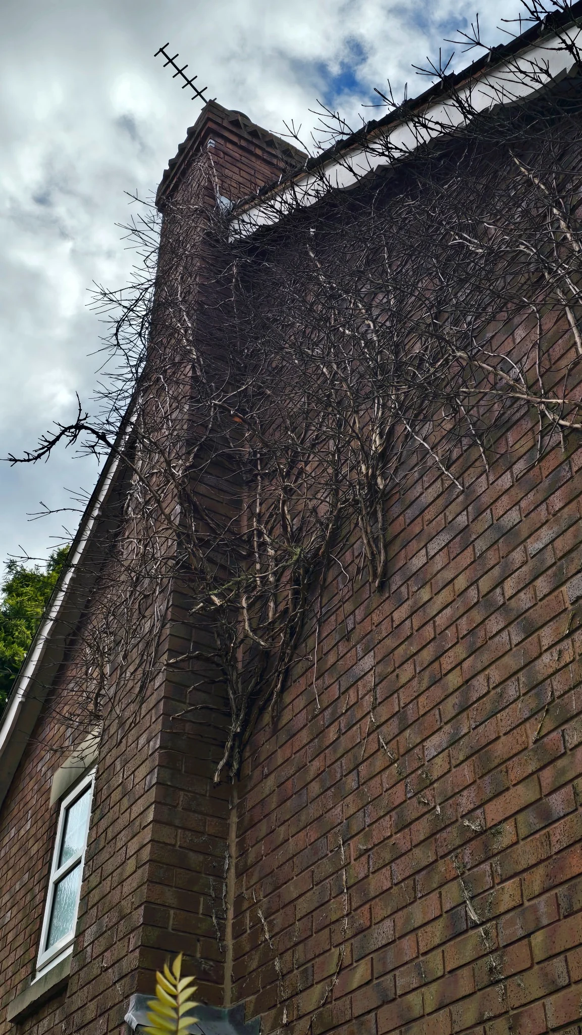 Dead ivy firmly bonded to brickwork around a chimney in Rotherham before removal
