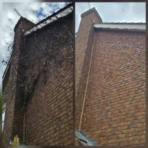 Before and after comparison of dead ivy removal from brickwork in Rotherham