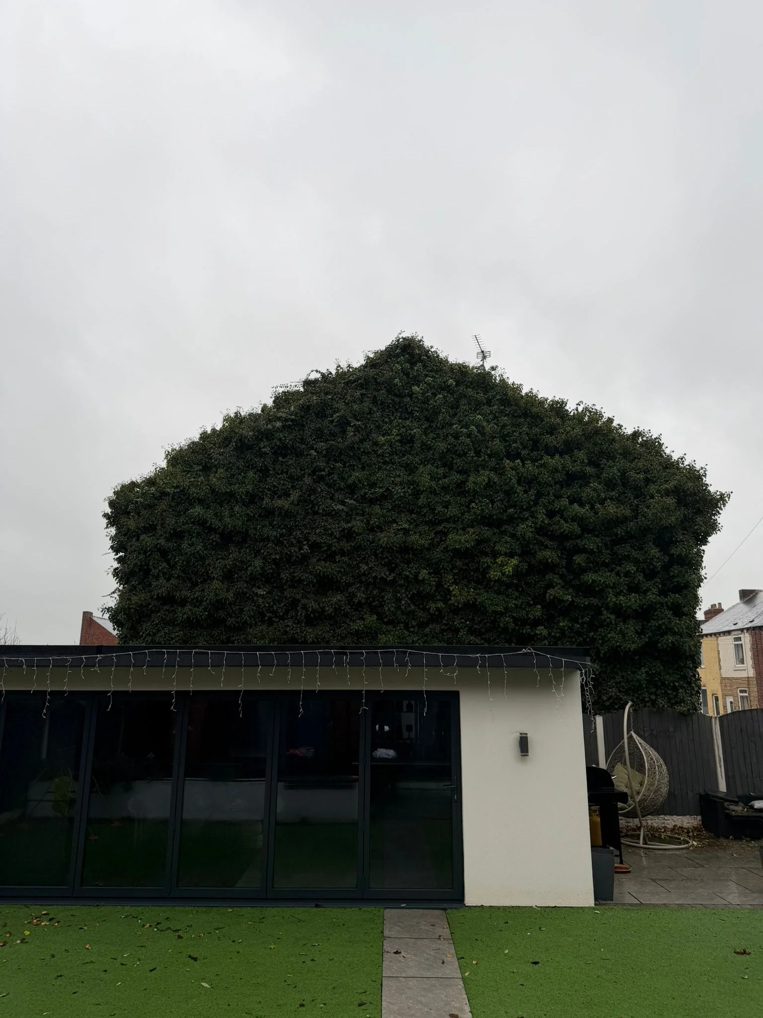 Full-height ivy covering a gable wall behind a neighbouring garage in Rotherham