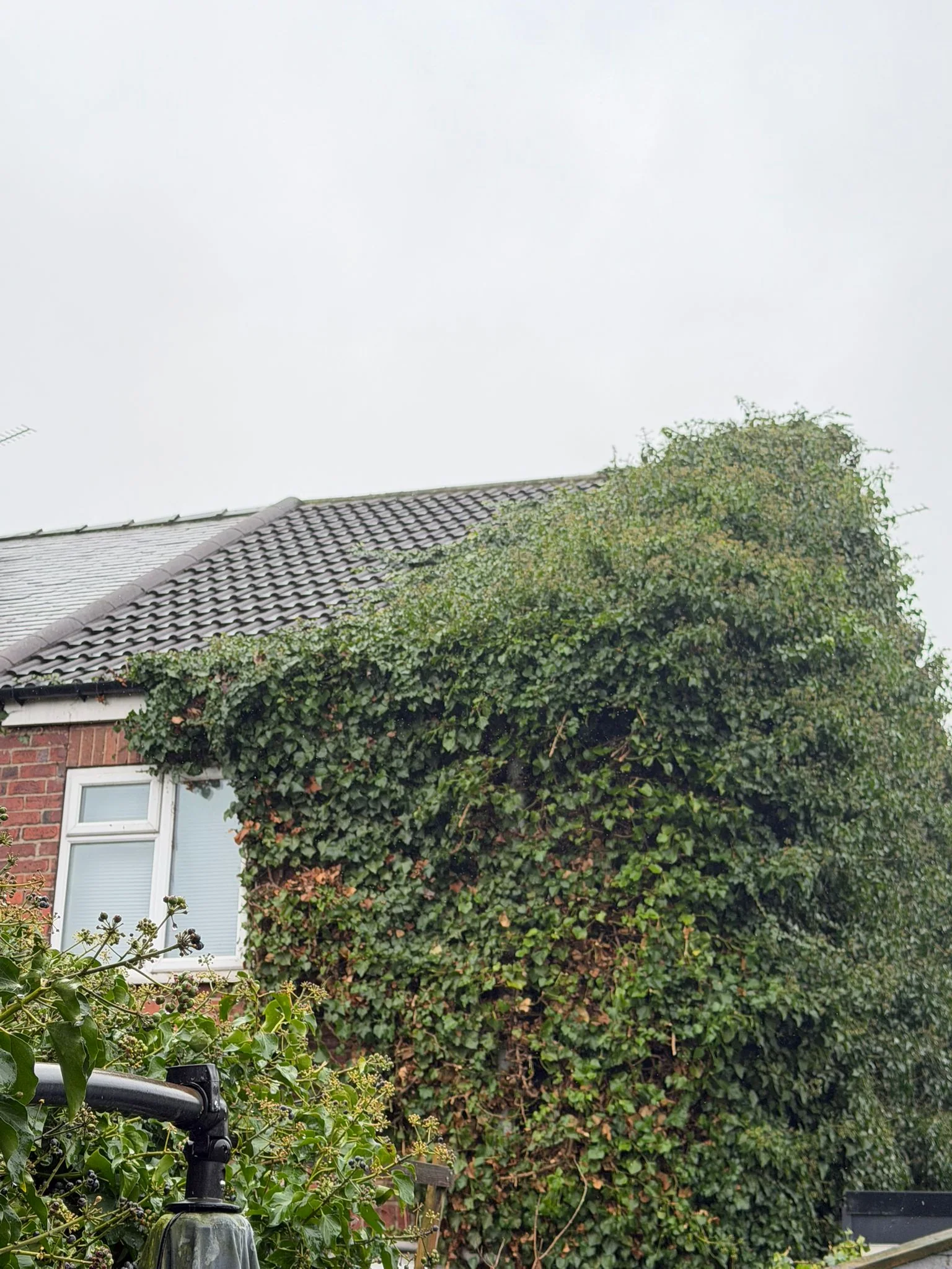 Established ivy covering a house wall and roofline in Rotherham