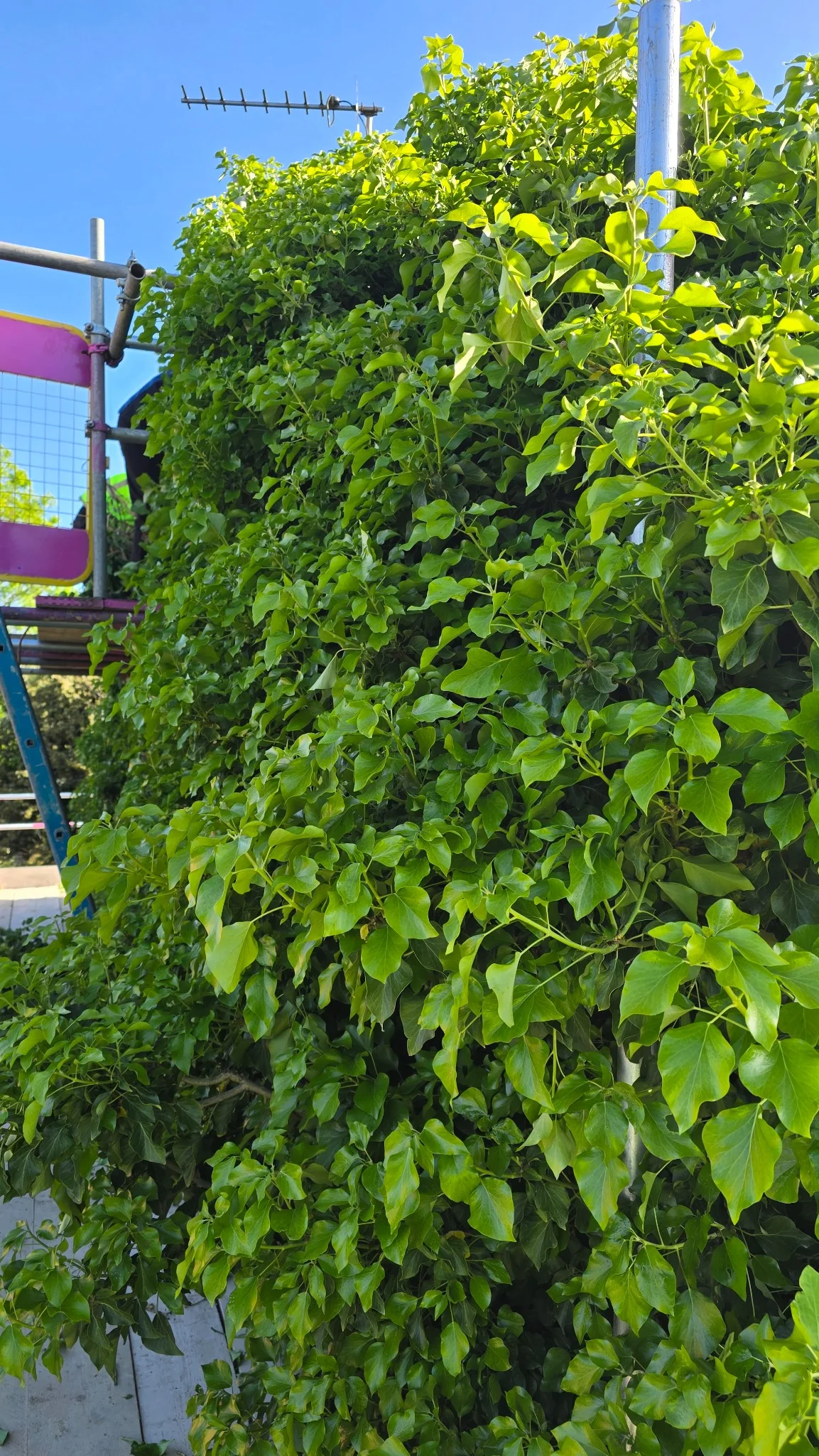 Heavy ivy spreading across roof tiles and guttering in Rotherham