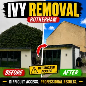 Before and after heavy ivy removal from a restricted-access property in Rotherham