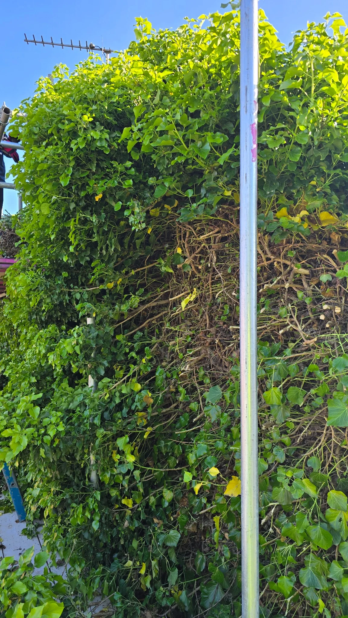 Scaffolding used to reach heavy ivy at roof level in Rotherham
