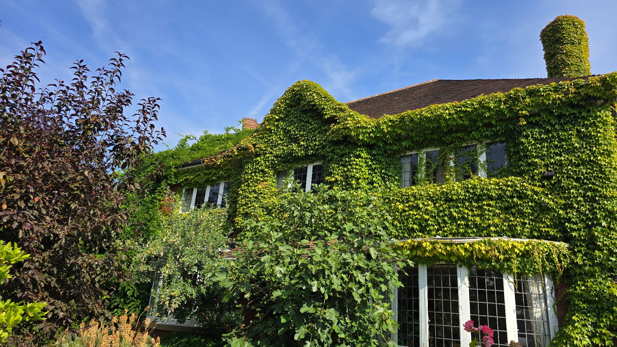 Large Ackworth house heavily covered in established ivy before professional removal
