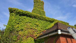 Dense ivy growth covering the brick wall, roofline and chimney area in Ackworth