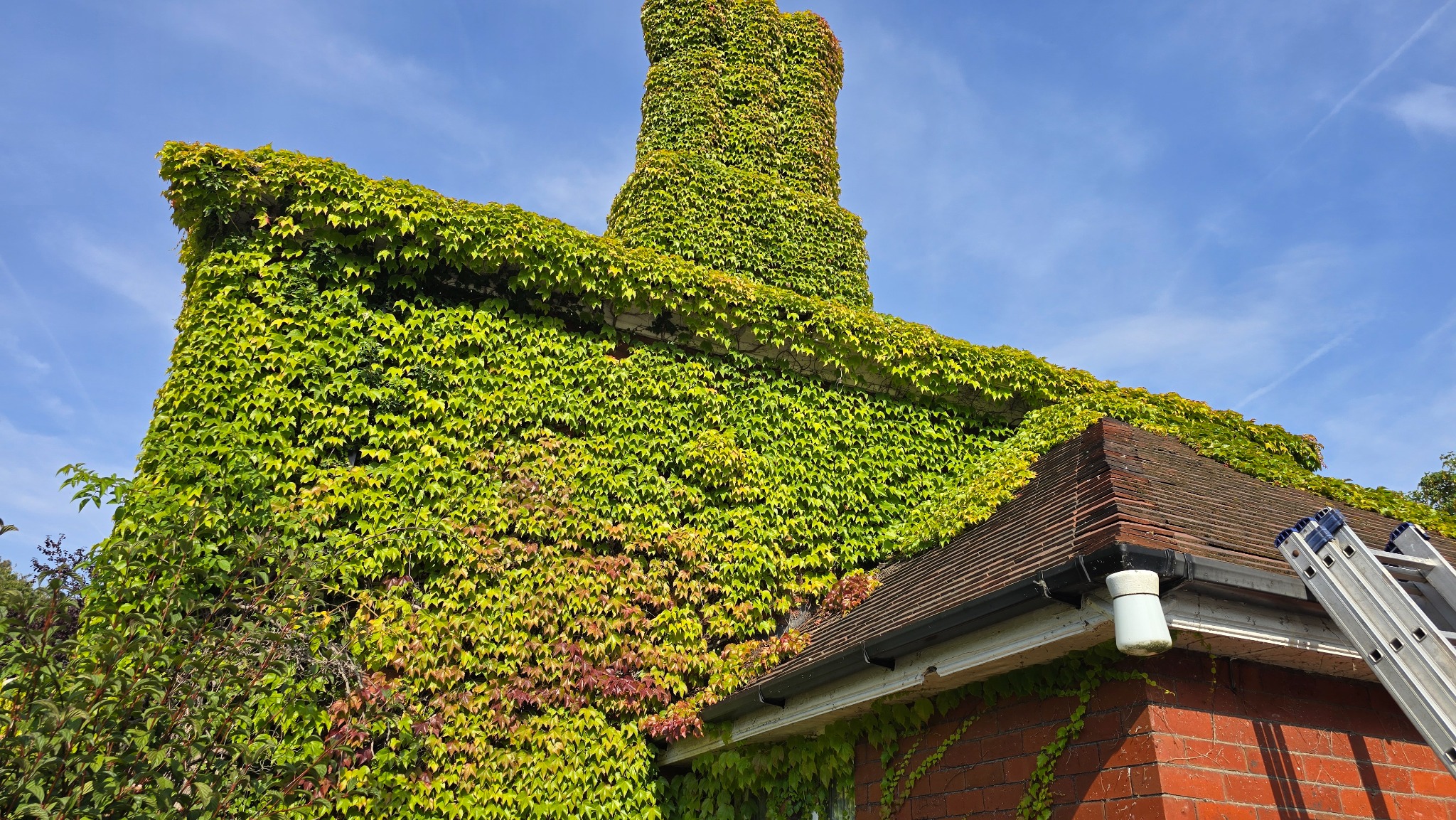 Dense ivy growth covering the brick wall, roofline and chimney area in Ackworth