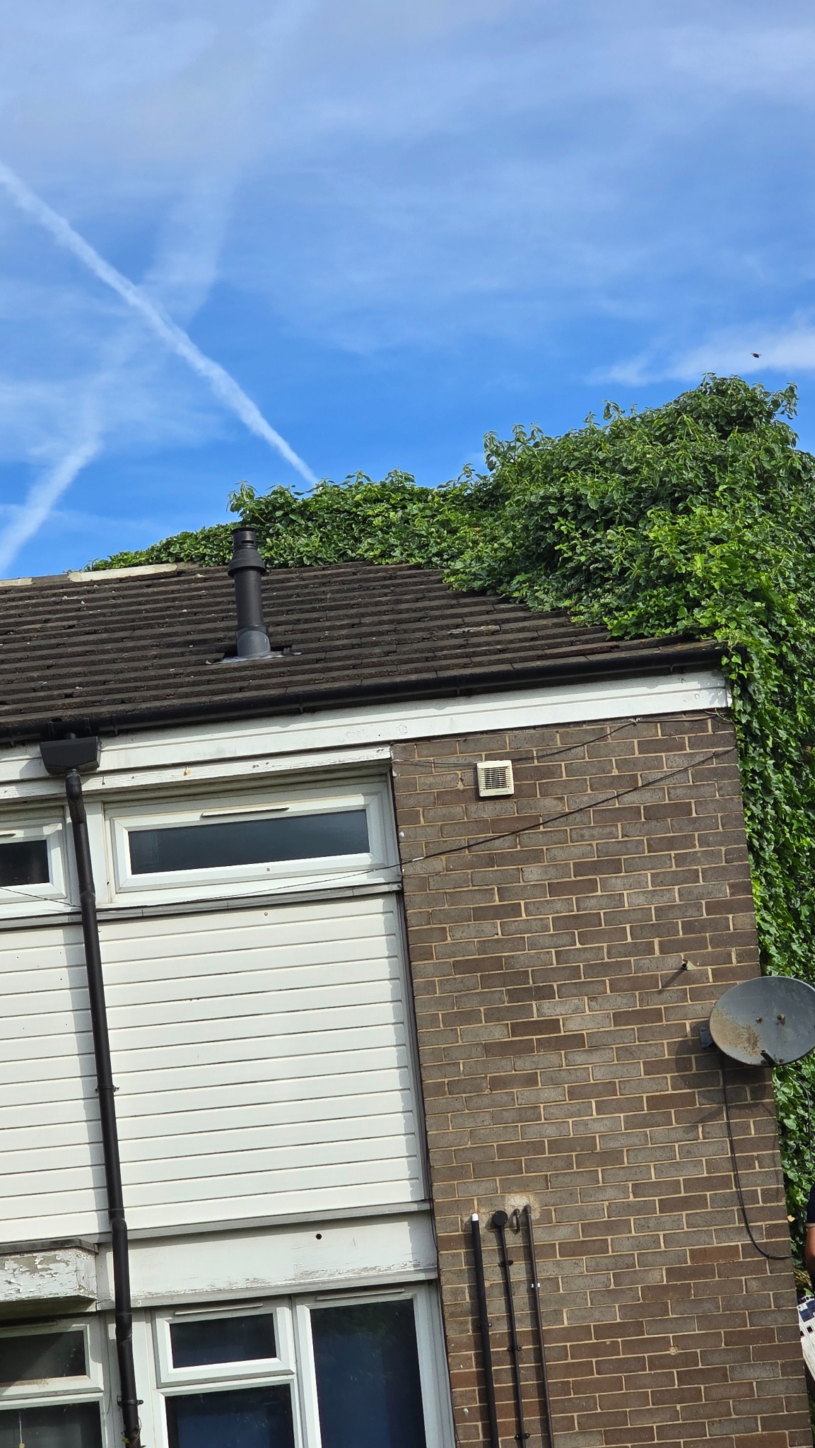 Ivy spreading across the roofline and side wall of a house in Armley, Leeds before removal