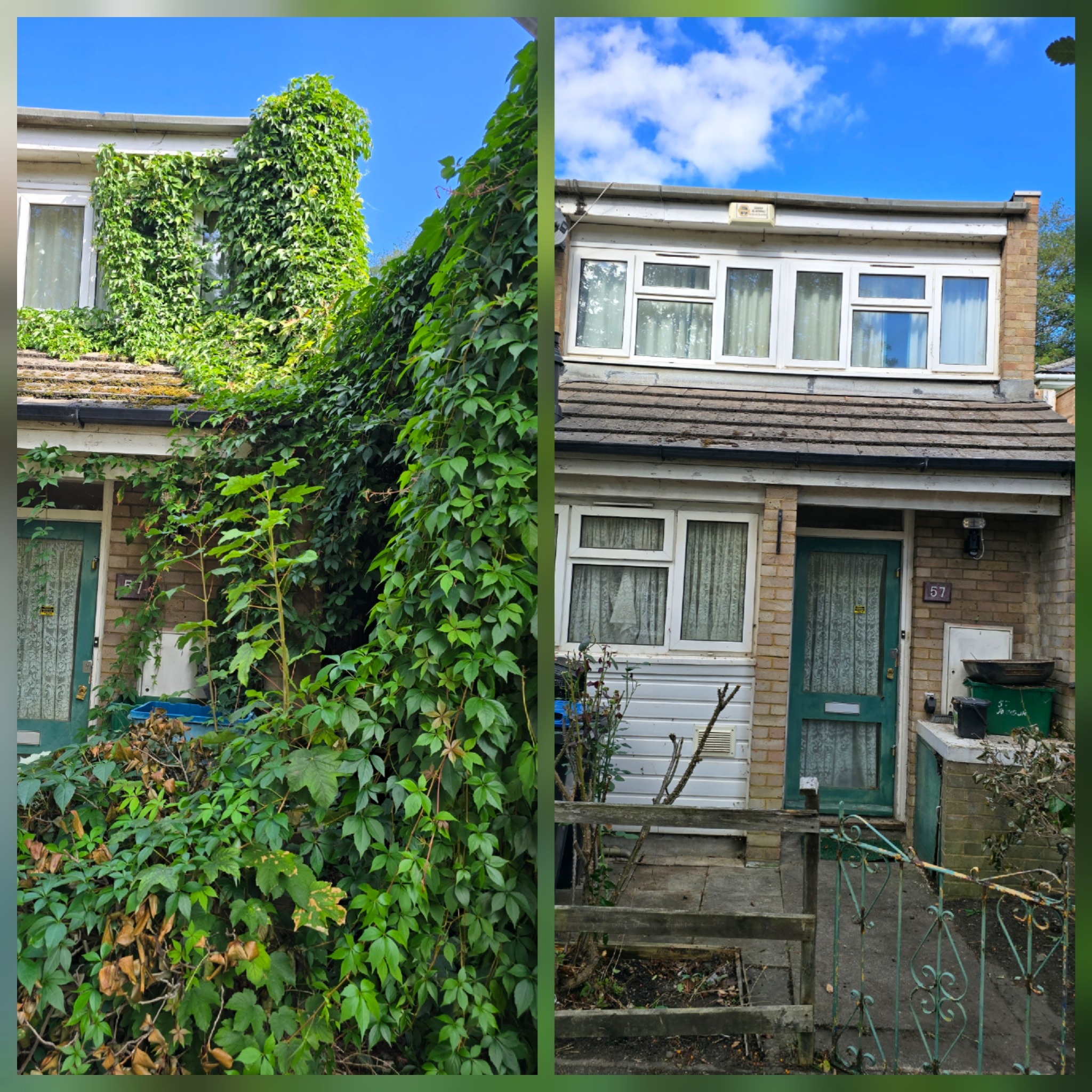 Before and after heavy ivy removal from a property in Croydon, London