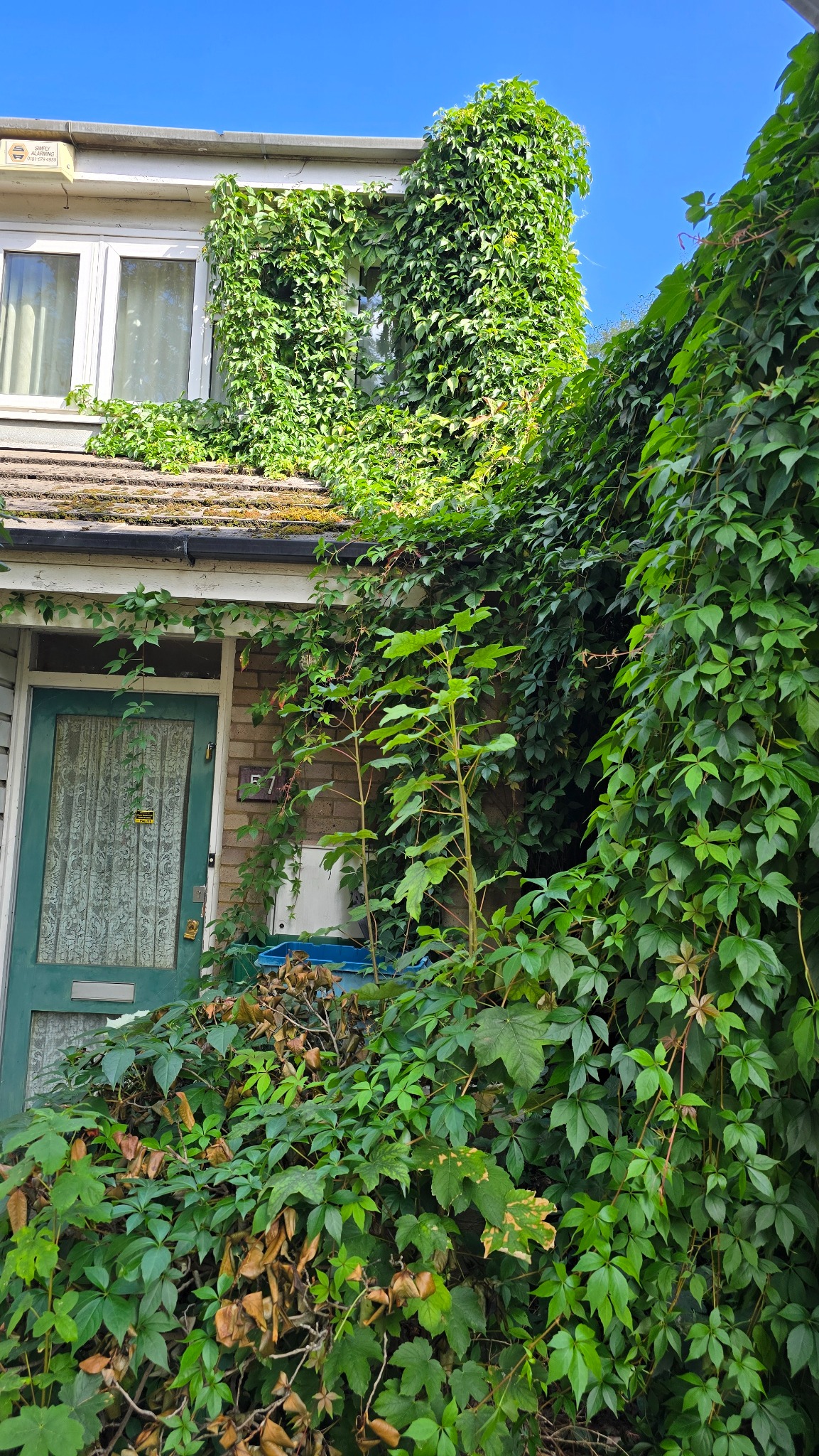 Heavy ivy growth covering the front and upper walls of a Croydon property before removal