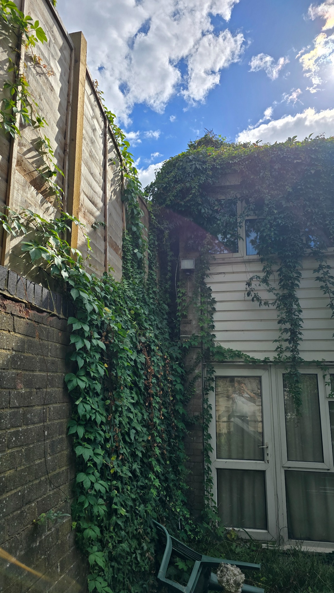 Dense established ivy covering the rear wall and upper section of a Croydon property