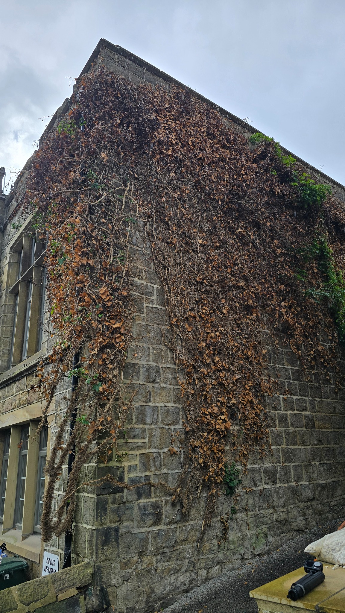 Heavy dead ivy covering the stone wall of a care home in Ilkley before removal
