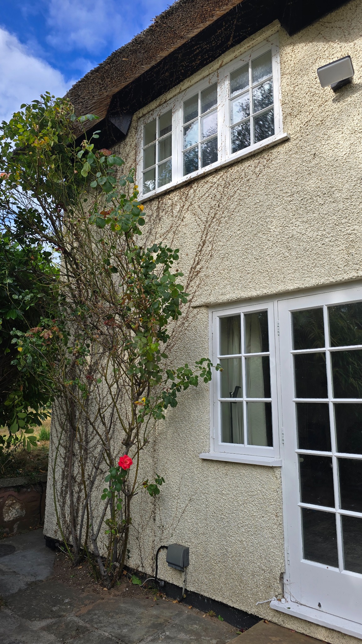Cottage wall and windows cleared of ivy while retaining the climbing roses