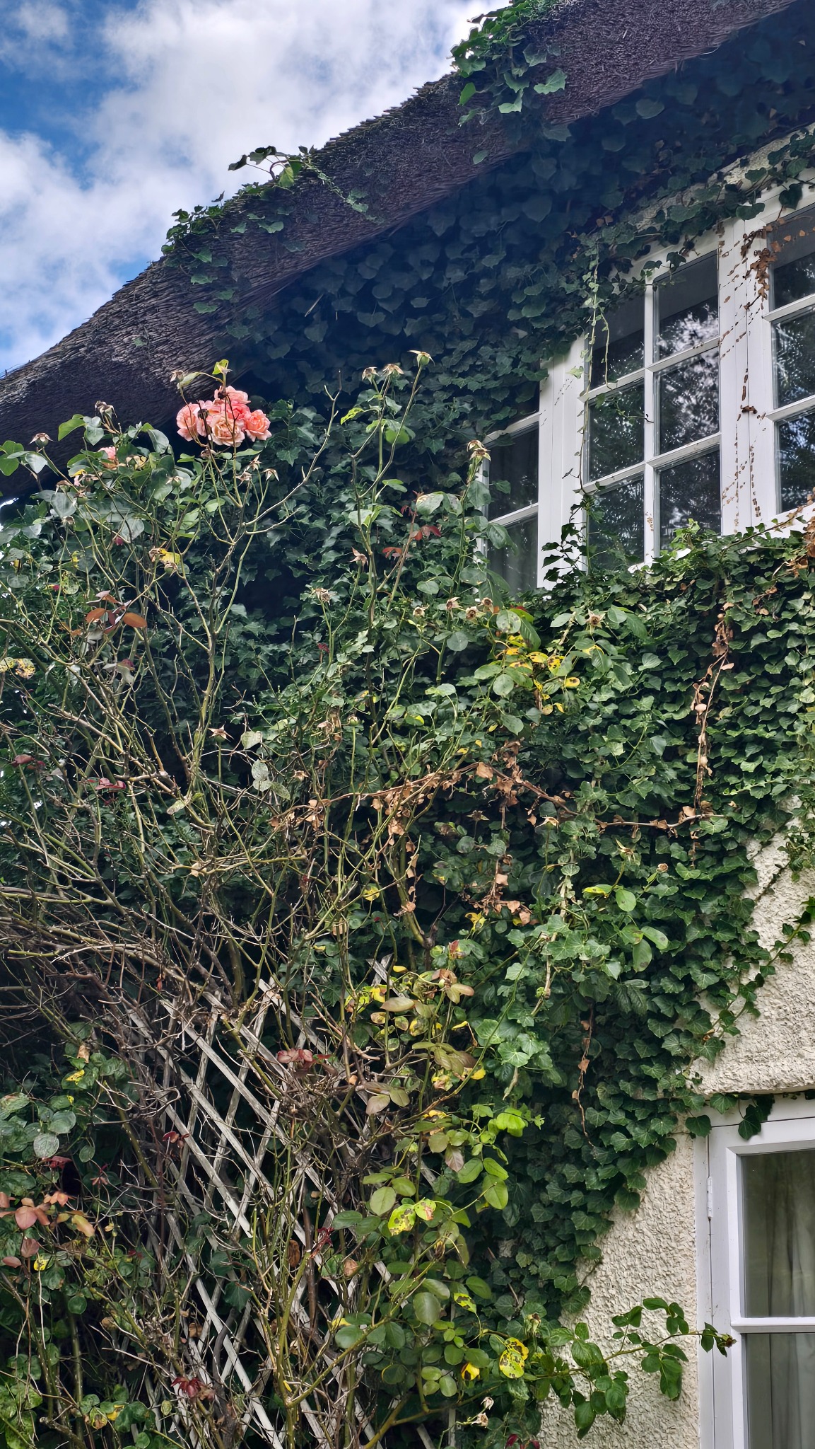 Dense ivy growing around cottage windows and climbing roses before removal