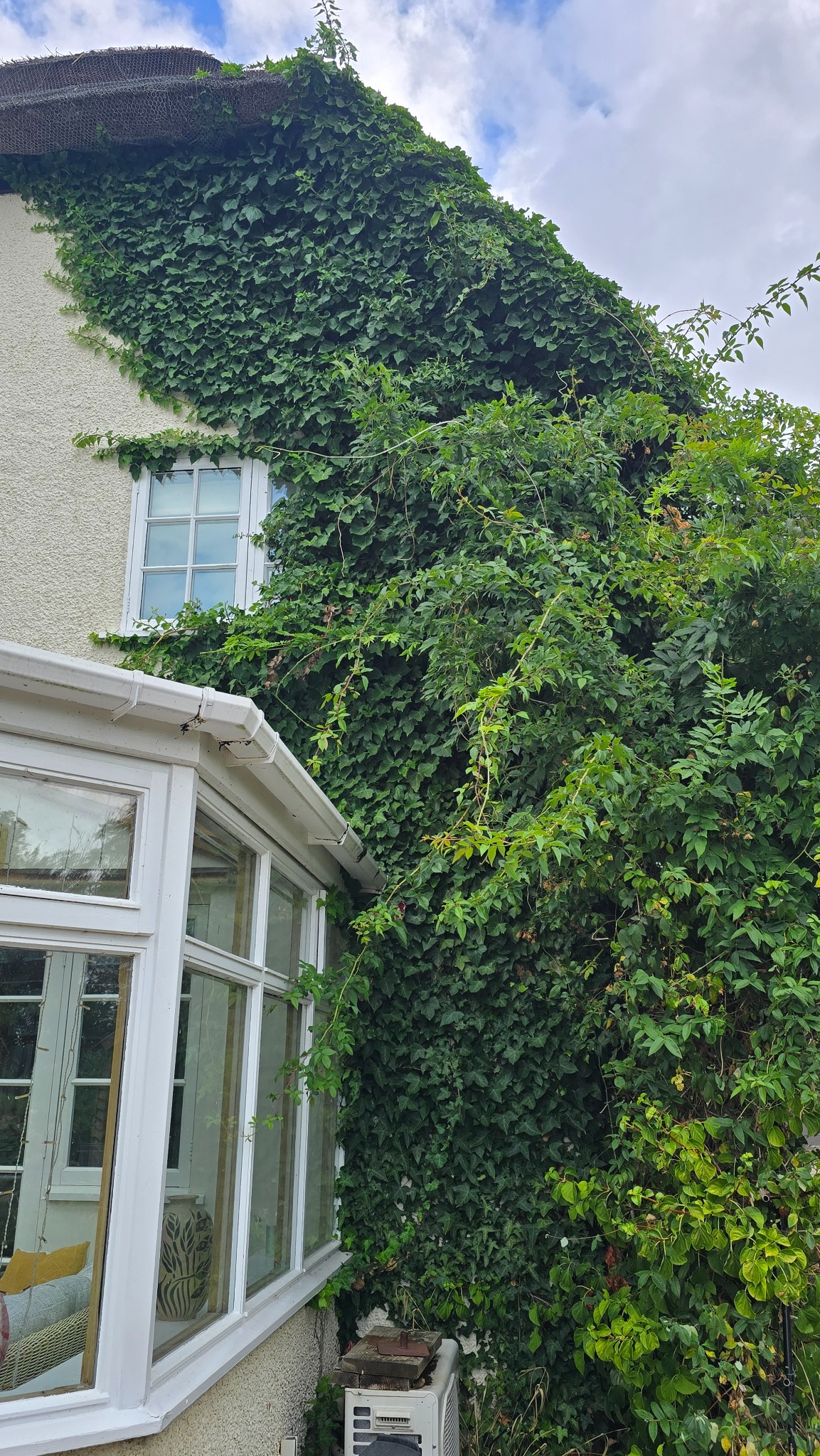 Established ivy covering the wall and roofline above a conservatory in Neston