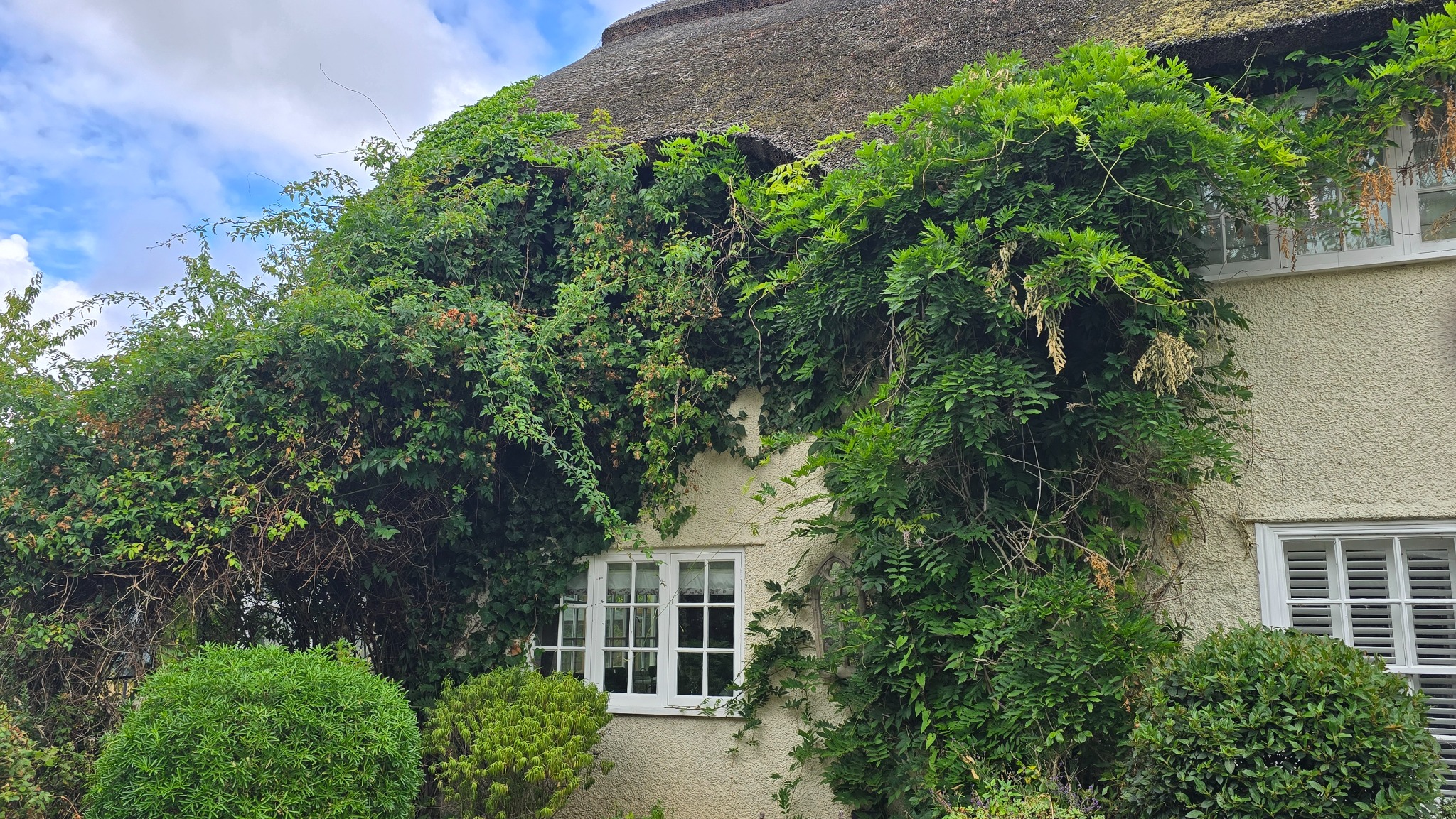 Ivy covering the wall and thatched roof of a cottage in Neston before removal