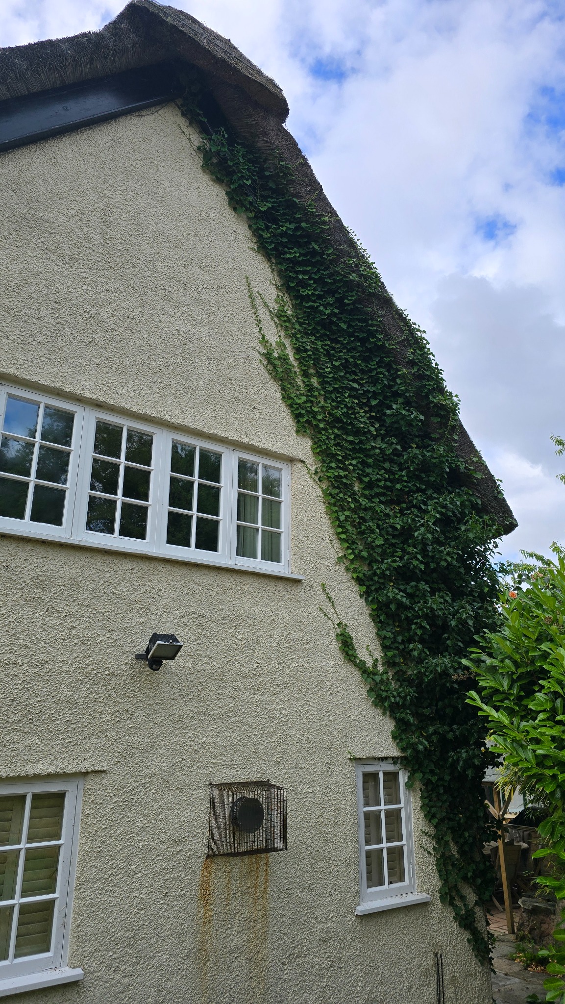 Heavy ivy growing across a thatched gable in the CH64 area before removal