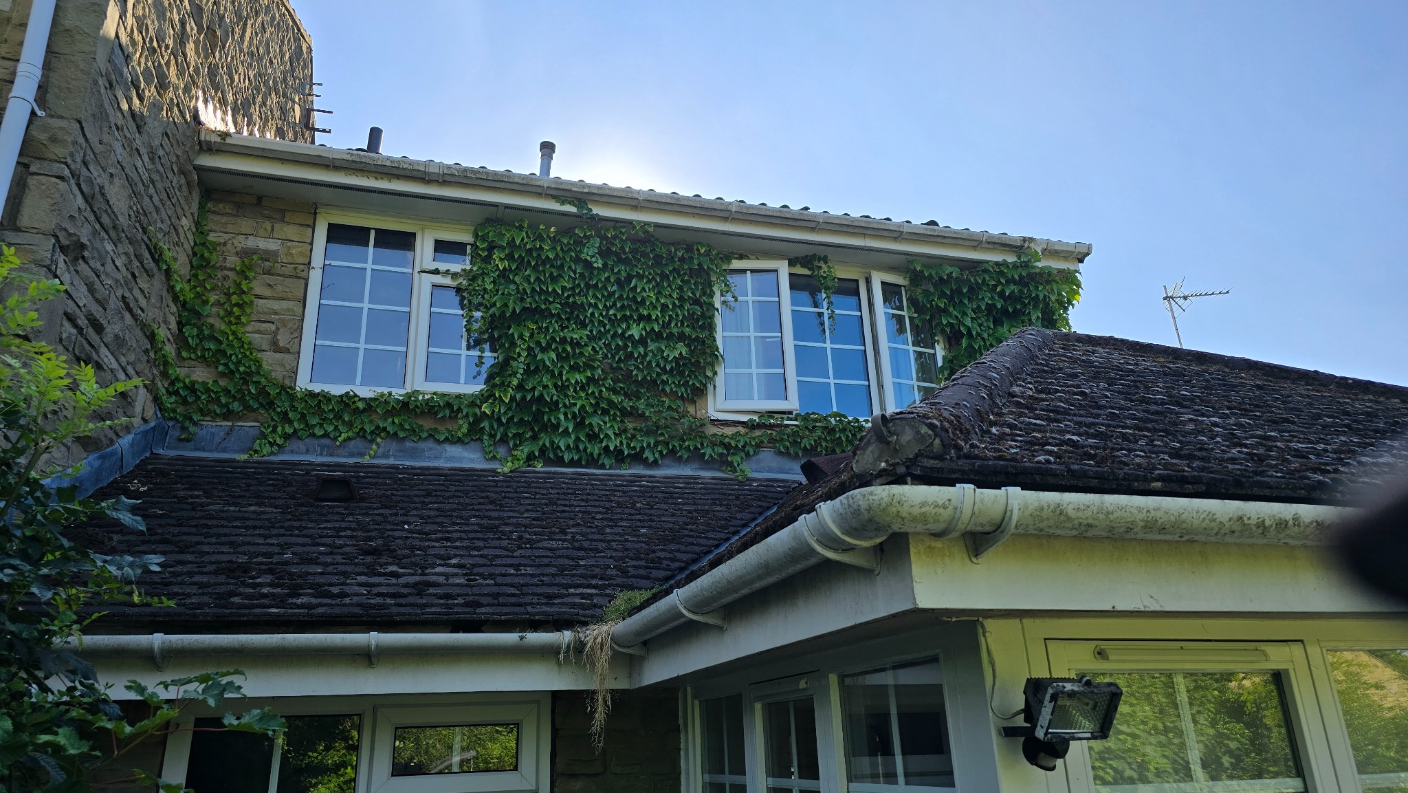 Rear wall of a Leeds property covered in ivy before removal