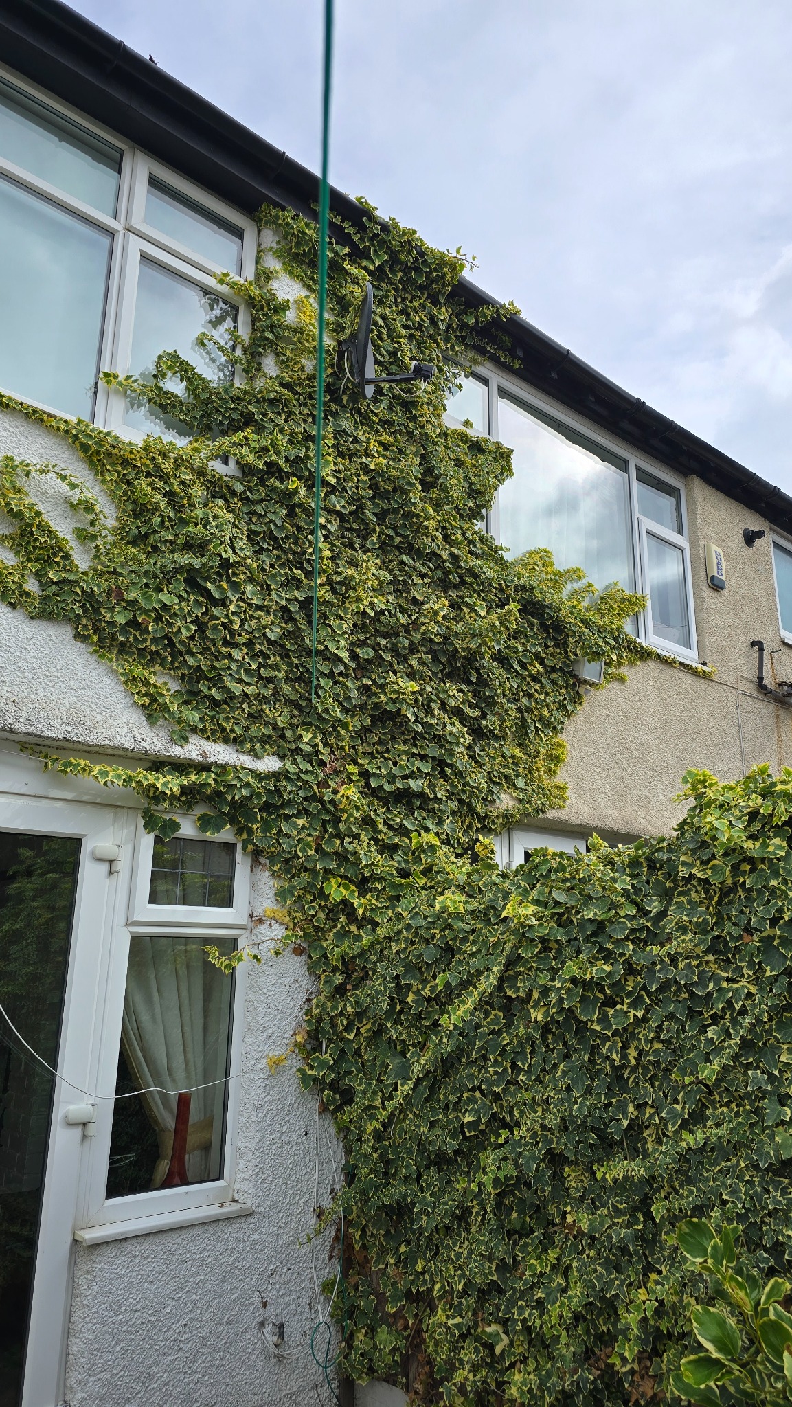 Heavy ivy covering a two-storey house wall before removal in Wallasey, Wirral