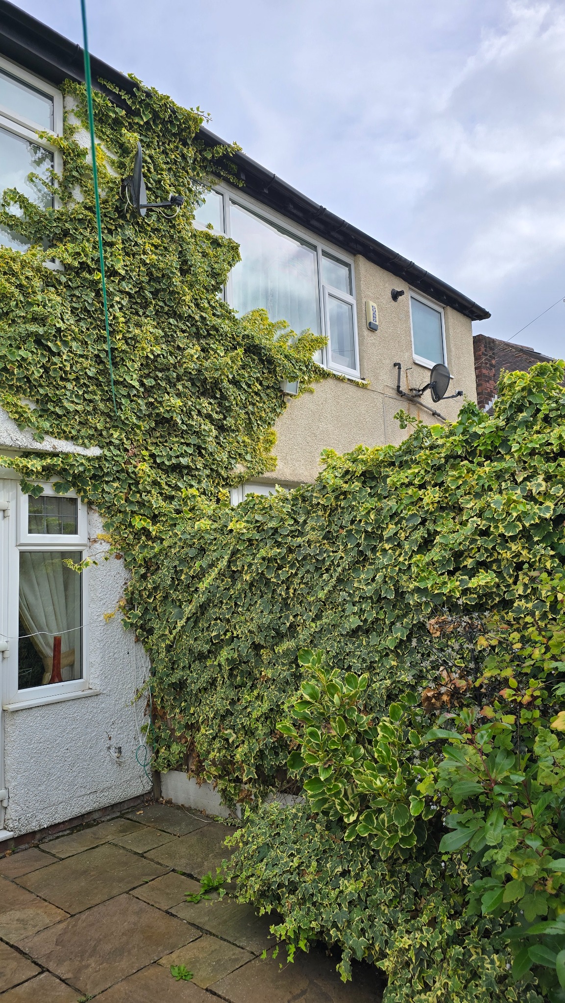 Established ivy spreading across a house wall and boundary fence in Wallasey before removal